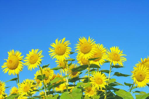 夏のひまわり 夏のひまわり ひまわり,夏,花の写真素材