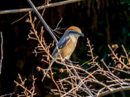 枝にとまるモズ・百舌鳥 枝にとまるモズ・百舌鳥の写真