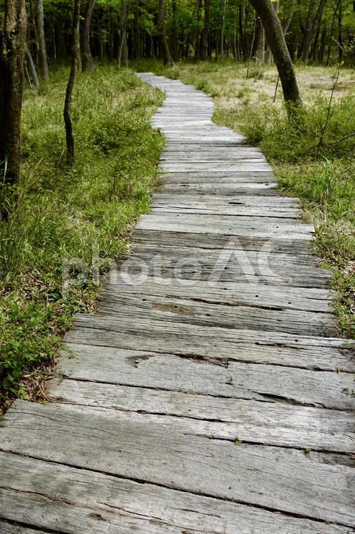 木道のある風景 木道,遊歩道,散歩道の写真素材
