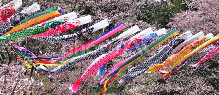 さくらと共に風になびく鯉のぼり 鯉のぼり,さくら,5月の写真素材