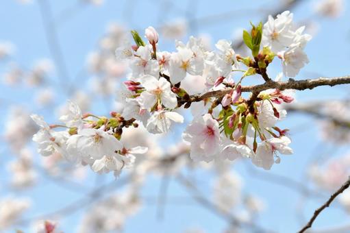 桜の花 桜,春,花の写真素材