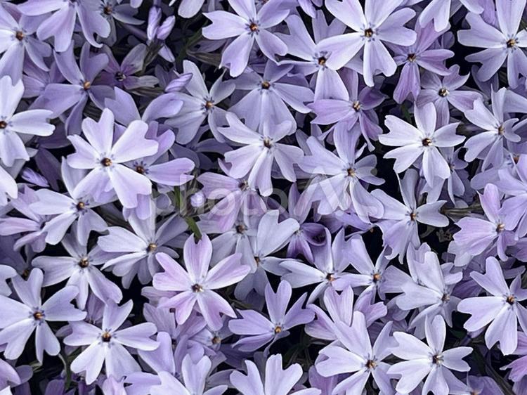 淡い色の芝桜 庭,家庭,芝桜の写真素材