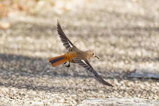 ジョビの飛翔 飛翔,ジョウビタキ（♂）,鳥の写真素材