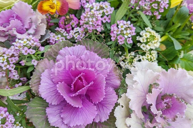 冬のハボタンの寄せ植え ハボタン,葉牡丹,はぼたんの写真素材