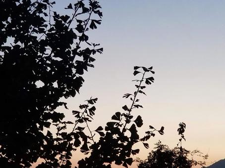 夕日といちょう シルエット 夕日といちょう シルエットの写真