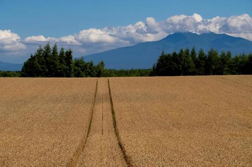 斜里岳を背景に広がる緑と黄金色の畑 畑,麦畑,斜里岳の写真素材