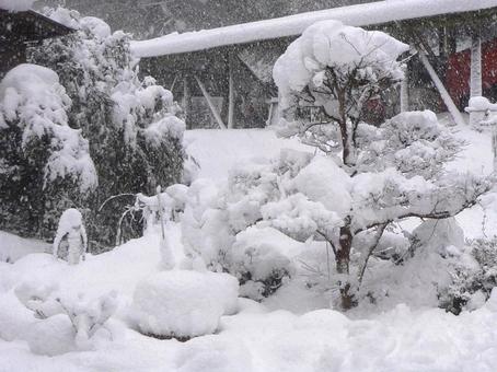 大雪で木に積もった雪2の写真