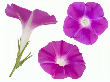 紫色のアサガオの花のセット アサガオ,朝顔,花の写真素材