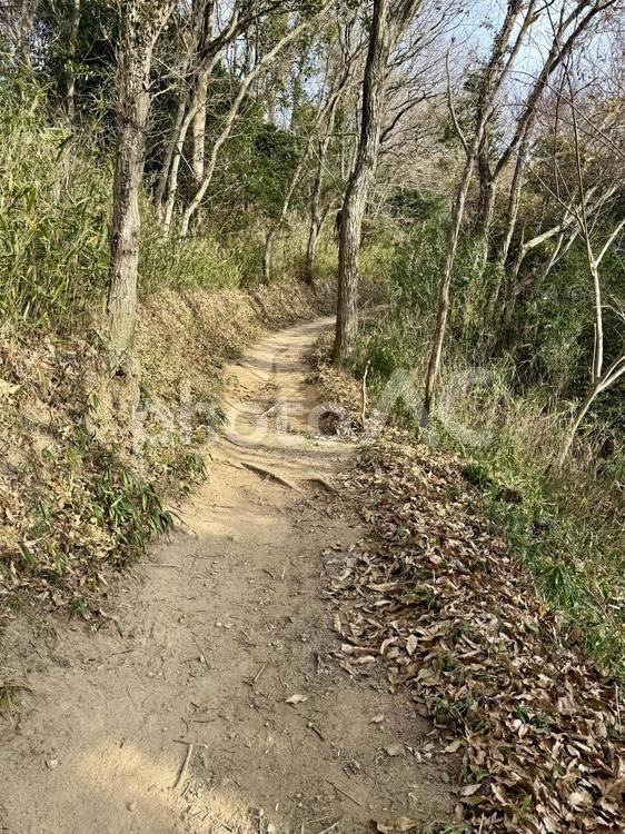 御伽話の世界に続きそうな山道 山道,ハイキング,桝形山の写真素材