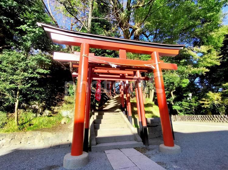 鎌倉　鶴岡八幡宮境内の丸山稲荷社 鶴岡八幡宮,鎌倉,丸山稲荷社の写真素材