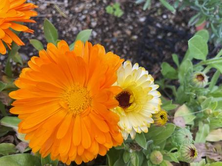 Bright orange and yellow calendula flowers, JPG