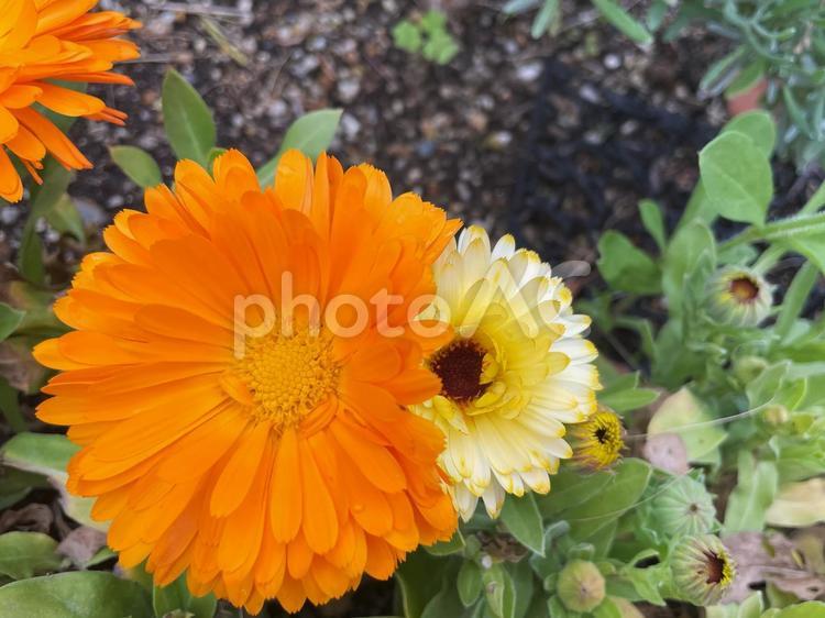 鮮やかなオレンジと黄色のカレンデュラの花 カレンデュラ,ポットマリーゴールド,オレンジの写真素材