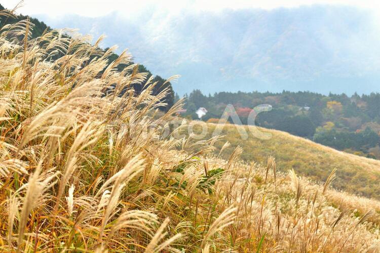 箱根仙石原 すすき,仙石原,すすきがはらの写真素材