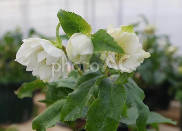 クリスマスローズ 植物,緑,植木の写真素材