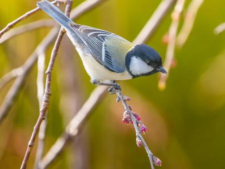 枝にとまるシジュウカラ 枝にとまるシジュウカラ シジュウカラ,野鳥,鳥の写真素材