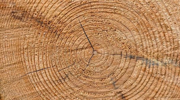 木の年輪 木,年輪,茶色の写真素材