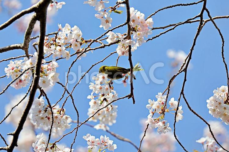 メジロと桜 メジロ,目白,小鳥の写真素材