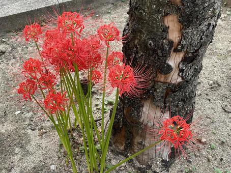 彼岸花 彼岸花 秋,秋色,自然の写真素材