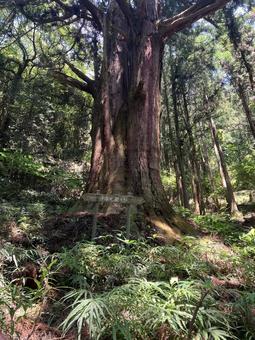 Photo, millennium cedar (cryptomeria japonica d. d.), fir, big trees, 