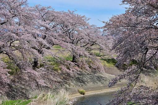 桜並木 桜並木の写真