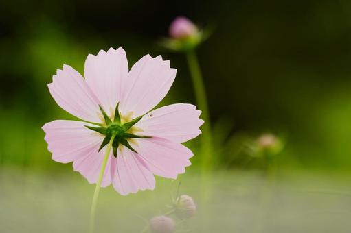 コスモス ピンクの写真