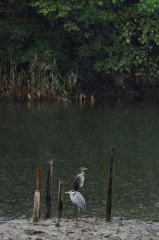 雨のアオサギとカワウ 雨のアオサギとカワウの写真