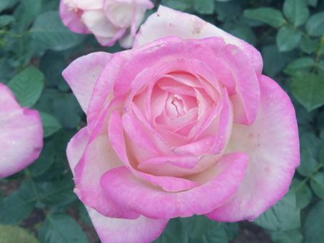 バラの花 バラ園,バラフェスタ,自然の写真素材