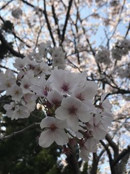 桜空 桜空の写真