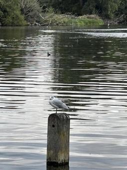 何してるの? 何してるの? 癒し,水辺,旅の写真素材