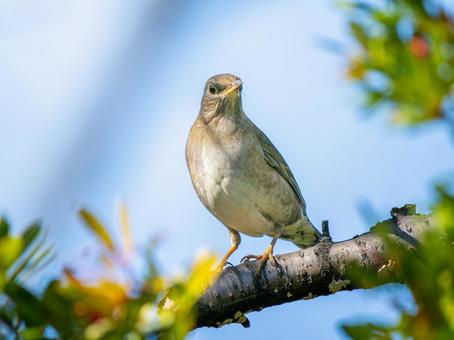 枝にとまるシロハラの写真