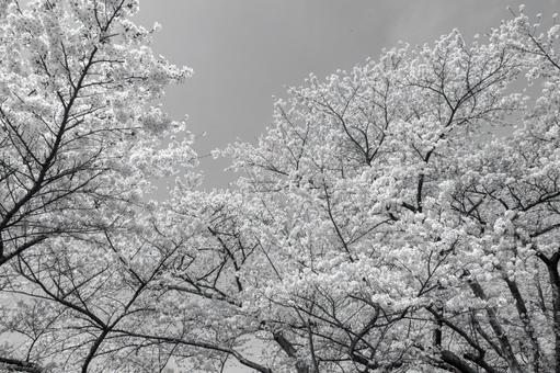 満開の桜、モノクロ 満開の桜、モノクロの写真