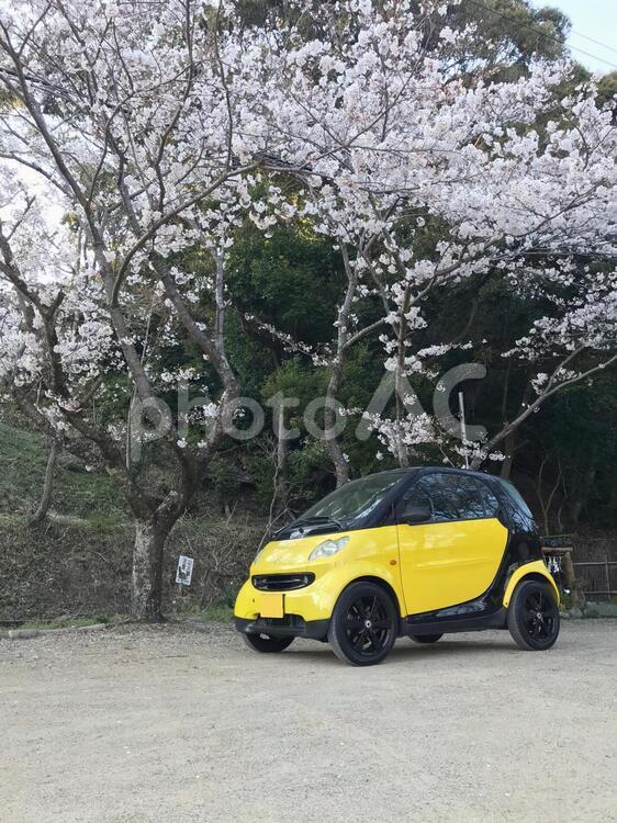 桜とスマート 桜,スマート,自動車の写真素材