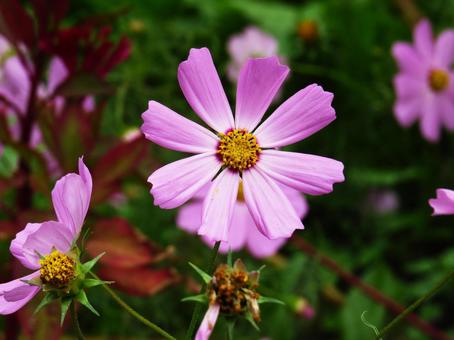 コスモス コスモス,花,ピンクの写真素材