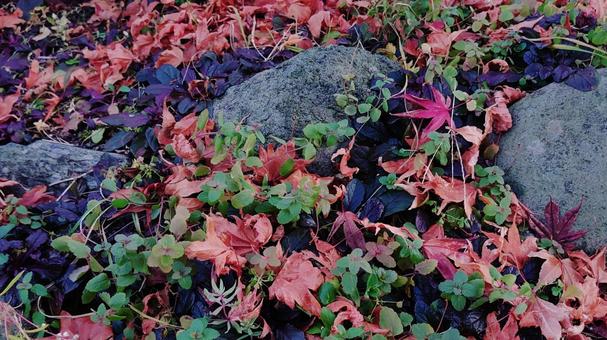 雨上がりの落ち葉 自然,風景,景色の写真素材