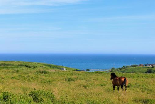 Photo, the horse of kiritappu, horse, kiritappu, 