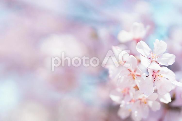 桜パステルカラー51 桜,さくら,春の写真素材