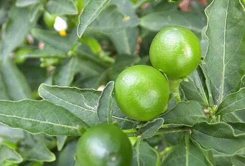 Fuyu coral [Jerusalem cherry] -002, fuyu coral, winter coral, grass seed, JPG