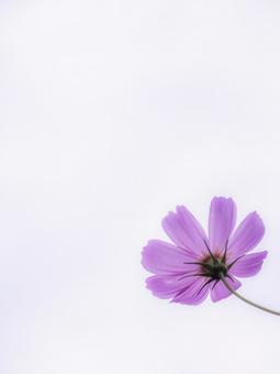 秋桜 秋桜の写真