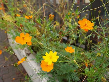 キバナコスモス キバナコスモス,花,植物の写真素材