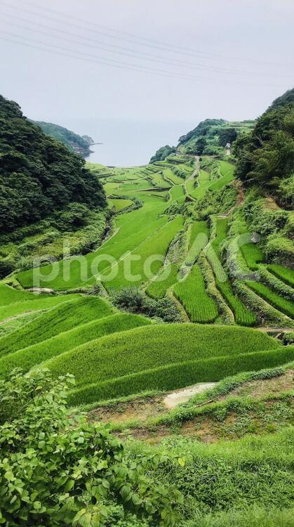 唐津玄海町浜野浦の棚田 風景,丘,自然の写真素材
