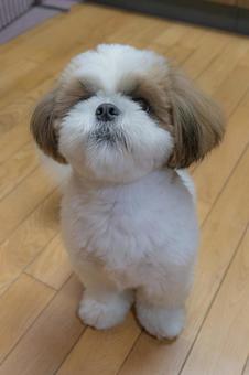 上目遣いシーズーの写真