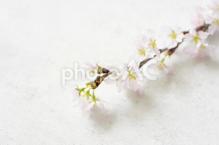 桜1本　グレーバック 桜,啓翁桜,花の写真素材