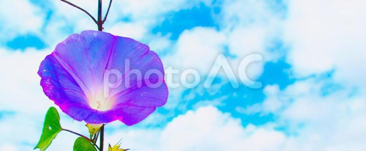 真夏の朝顔と空と雲 アサガオ,夏,南国の写真素材