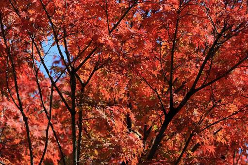 イロハモミジの写真