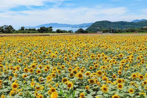 満開のひまわり畑 ヒマワリ,向日葵,花の写真素材