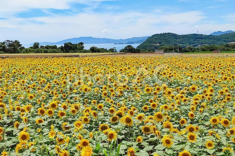 満開のひまわり畑 ヒマワリ,向日葵,花の写真素材