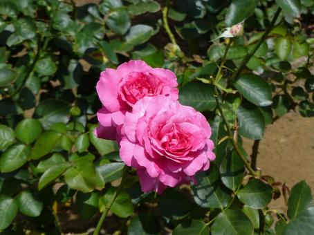 公園のバラ園に咲いた二輪のバラの花 公園のバラ園に咲いた二輪のバラの花の写真