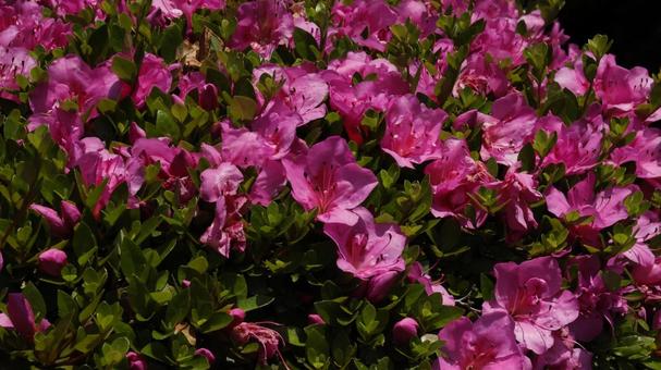 Photo, azalea, wander, flower, 
