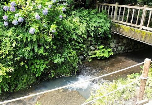 鎌倉の小川 鎌倉の小川の写真