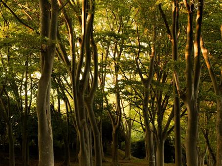 夕暮れの公園 夕暮れの公園 公園,横浜市,風景の写真素材
